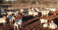 Boer and Kalahari goats Free State
