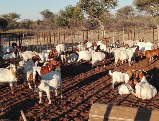 Boer and Kalahari goats for sale near me