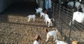 Boer and Kalahari goats Gauteng