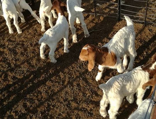 Boer and Kalahari goats North West