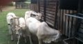 Bonsmara,Brahman and Nguni Cattle Free State