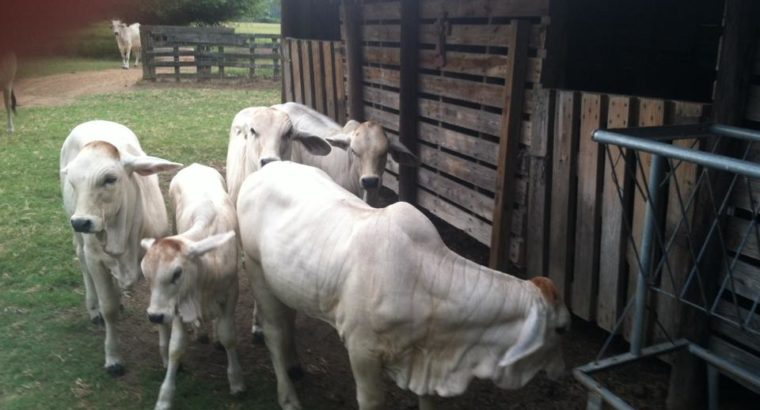 Bonsmara,Brahman and Nguni Cattle Free State