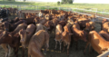 Calves for sale / Whatsapp +27832458210