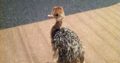 Ostrich chicks and fertile eggs Kwazulu Natal