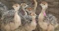 Ostrich chicks and fertile eggs Gauteng
