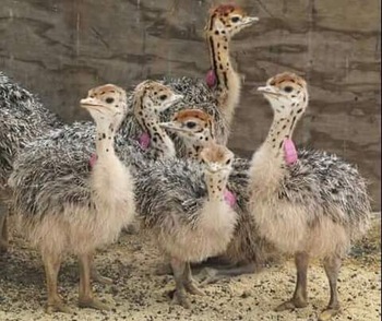 Ostrich chicks and fertile eggs Gauteng