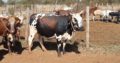 Cattle, Goats, Sheep, Pigs, Chickens, Eggs for sale
