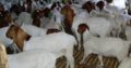 Cattle, Goats, Sheep, Pigs, Chickens, Eggs for sale