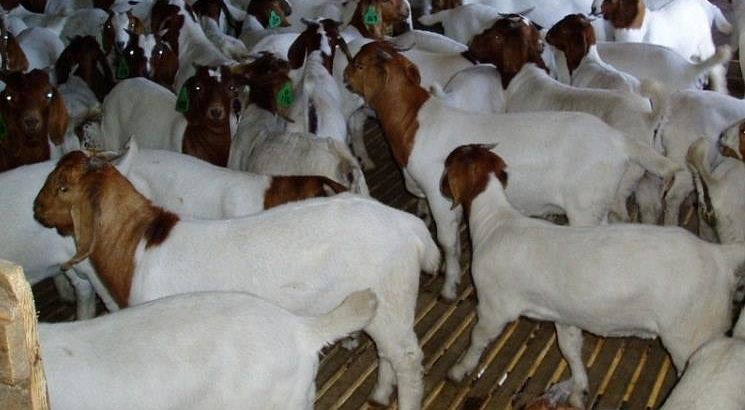 Cattle, Goats, Sheep, Pigs, Chickens, Eggs for sale