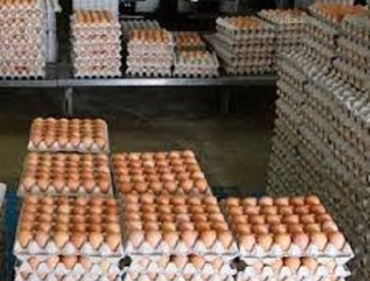 Cattle, Goats, Sheep, Pigs, Chickens, Eggs for sale