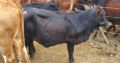 Cattle, Goats, Sheep, Pigs, Chickens, Eggs for sale