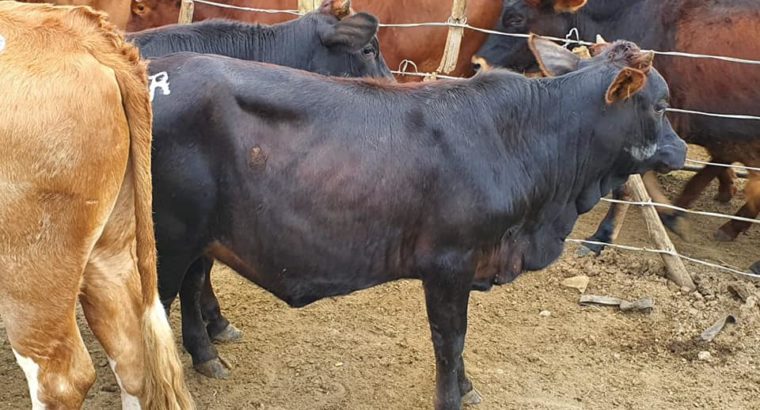 Cattle, Goats, Sheep, Pigs, Chickens, Eggs for sale