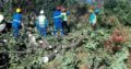 Unique Tree felling & Garden Service