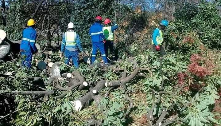 Unique Tree felling & Garden Service