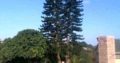Unique Tree felling & Garden Service