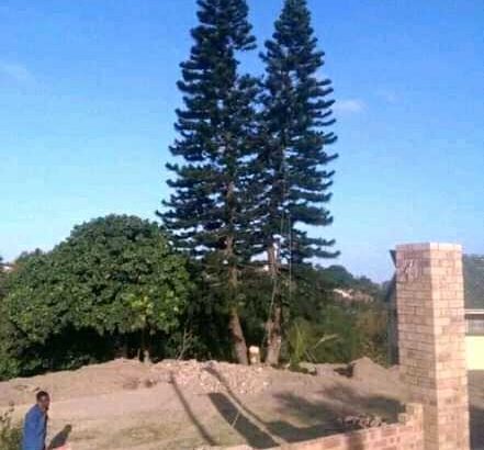 Unique Tree felling & Garden Service
