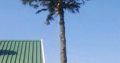 Unique Tree felling & Garden Service