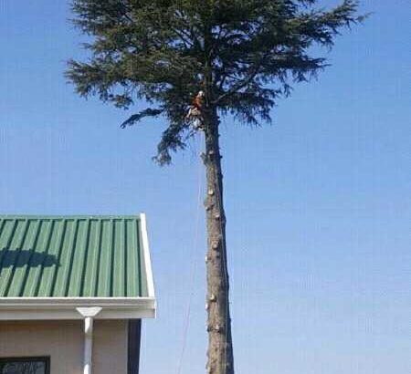 Unique Tree felling & Garden Service
