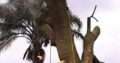 Unique Tree felling & Garden Service