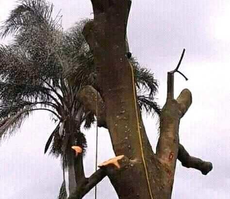 Unique Tree felling & Garden Service