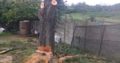 Unique Tree felling & Garden Service