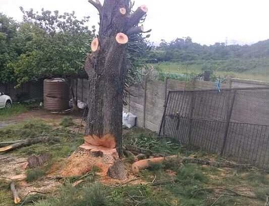 Unique Tree felling & Garden Service