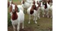 Boer goats for sale