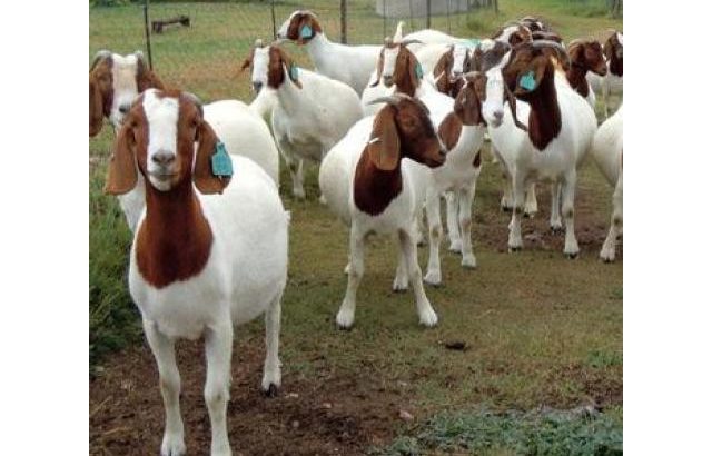 Boer goats for sale