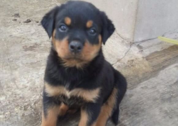 CUTE AND PURE BREED ROTTWEILER FOR SALE