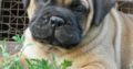 Pure And Full breed Bull Mastiff dog/puppy For Sale CALL 0814544