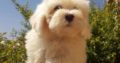 Pure Coton De Tulear dog/puppy For Sale CALL 08145445191