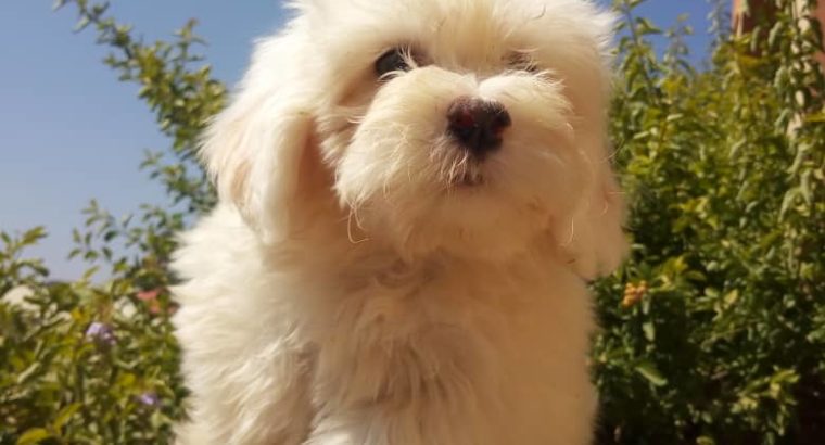 Pure Coton De Tulear dog/puppy For Sale CALL 08145445191
