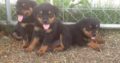 CUTE AND PURE BREED ROTTWEILER FOR SALE