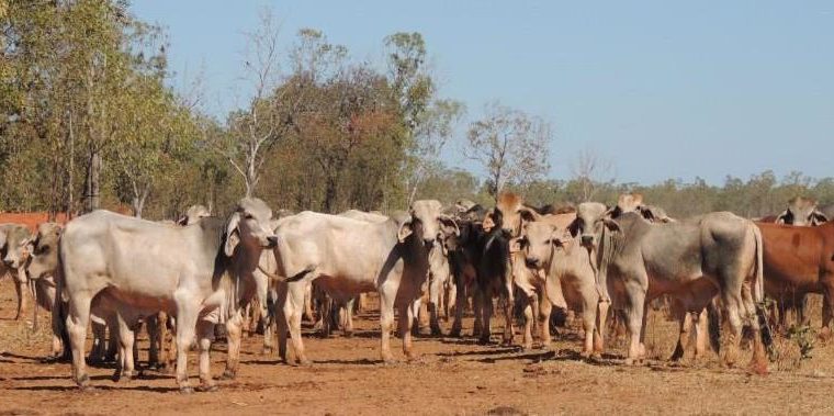 Nguni cattle for sale