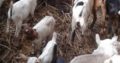 Boar Goats and Senaan Goats Available for Sale 0786154331