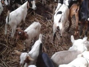 Boar Goats and Senaan Goats Available for Sale 0786154331