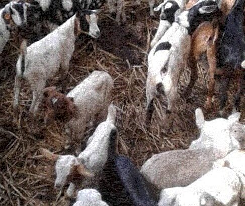 Boar Goats and Senaan Goats Available for Sale 0786154331