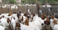 Boar Goats and Senaan Goats Available for Sale 0786154331