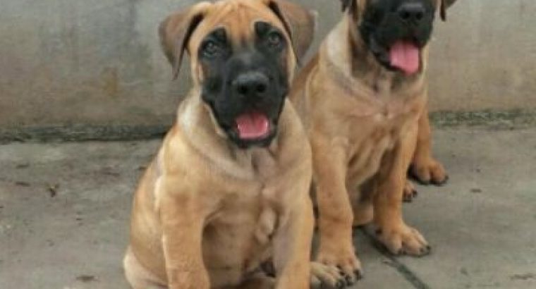 CUTE AND PURE BOERBOEL FOR SALE CALL:08145445191