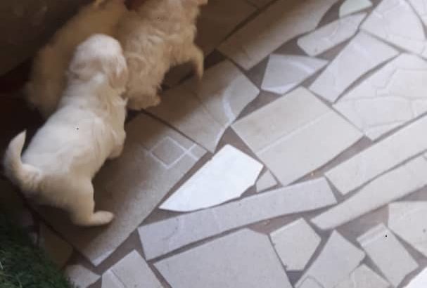 Pure Coton De Tulear dog/puppy For Sale CALL 08145445191