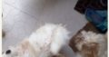 Pure Coton De Tulear dog/puppy For Sale CALL 08145445191