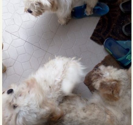 Pure Coton De Tulear dog/puppy For Sale CALL 08145445191