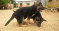 Pure breed German Shepherd dog/puppy For Sale CALL 08145445191