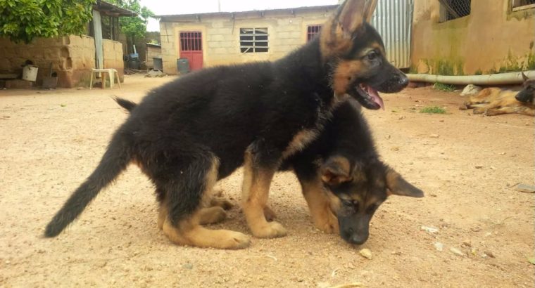Pure breed German Shepherd dog/puppy For Sale CALL 08145445191