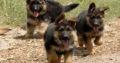 Pure breed German Shepherd dog/puppy For Sale CALL 08145445191