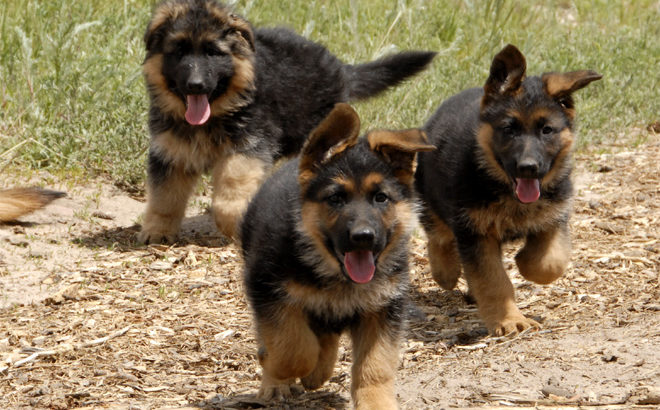 Pure breed German Shepherd dog/puppy For Sale CALL 08145445191