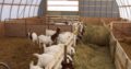 Healthy boer, kalahari red goats and sheeps for sale 0786154331