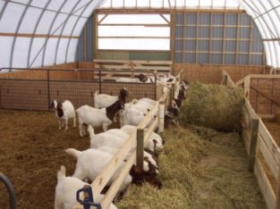 Healthy boer, kalahari red goats and sheeps for sale 0786154331