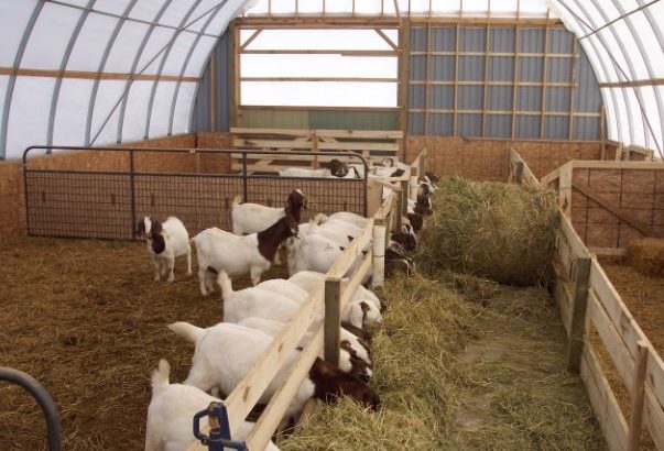 Healthy boer, kalahari red goats and sheeps for sale 0786154331