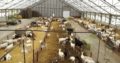 Healthy boer, kalahari red goats and sheeps for sale 0786154331